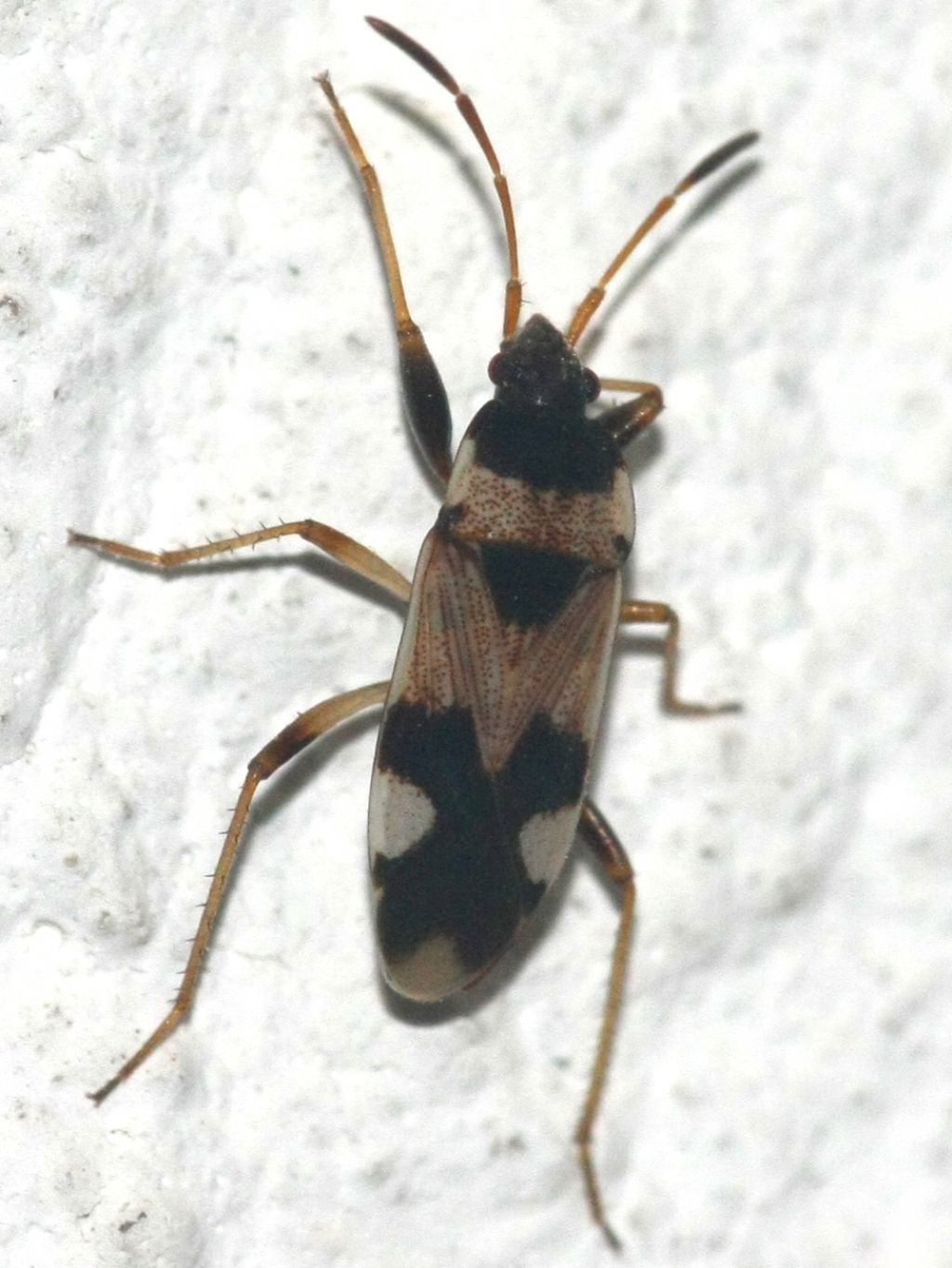 Lygaeidae: Liolobus walkeri di Creta